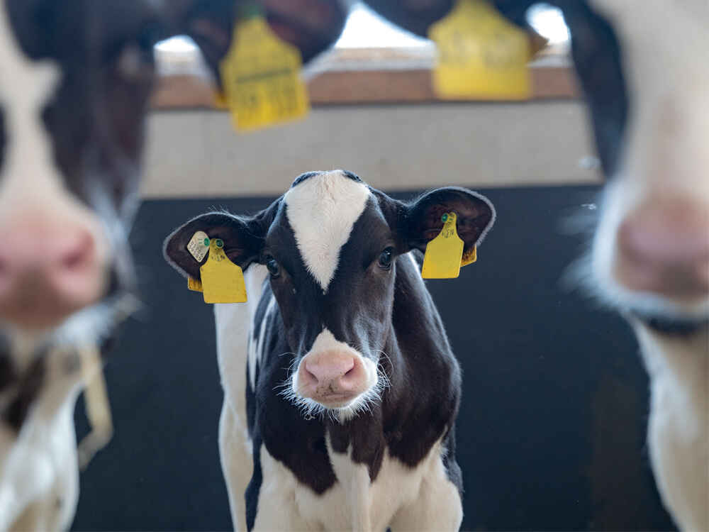 Kalb im Kälberstall zwischen zwei anderen Kälbern