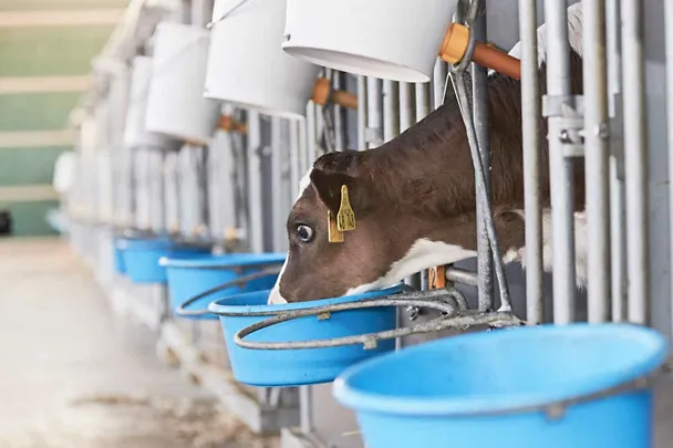 Kalb beim Fressen Kalb beim Fressen