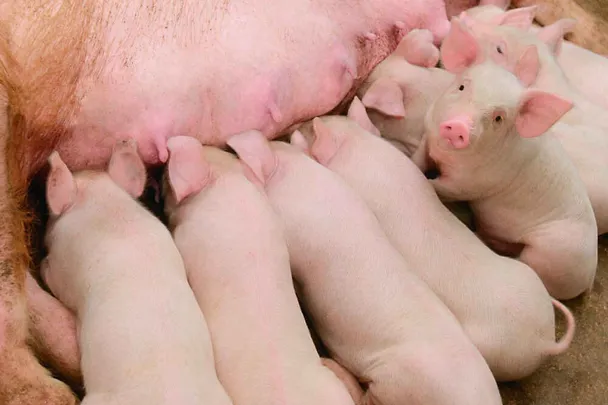 Ferkel bei einer Sau