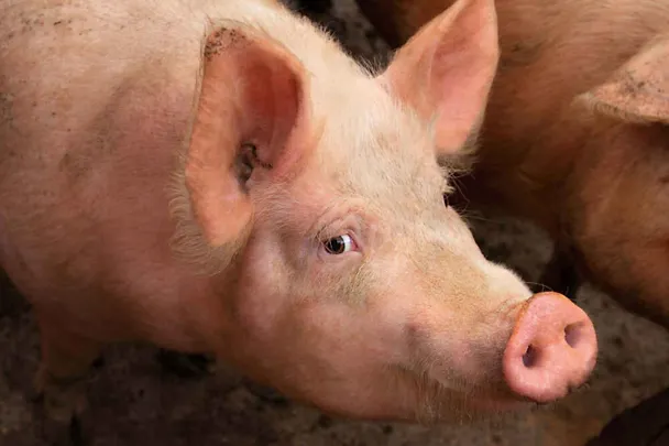Schwein