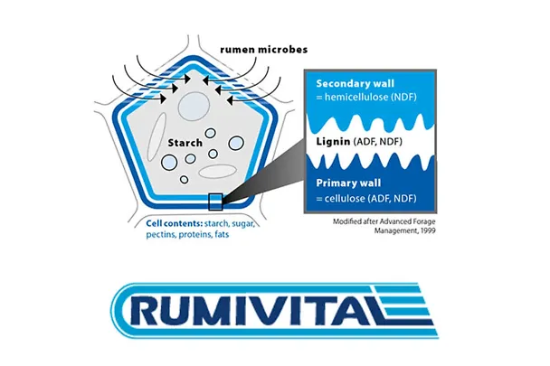 RUMIVITAL
