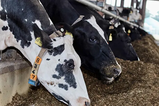 Holstein-Kühe am Futtertisch Holstein-Kühe am Futtertisch