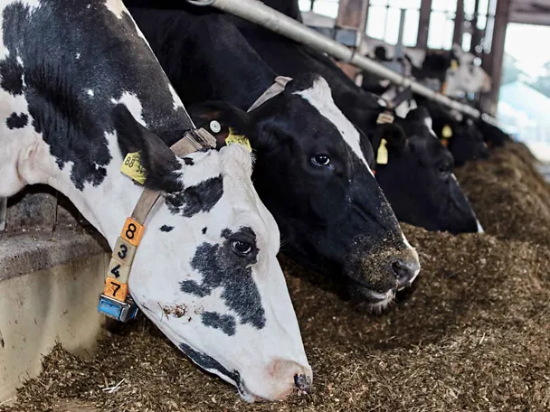 Holstein-Kühe am Futtertisch Holstein-Kühe am Futtertisch
