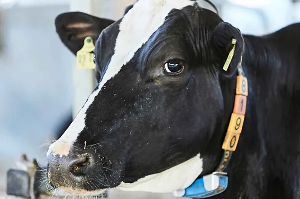 Portrait einer schwarzbunten Milchkuh