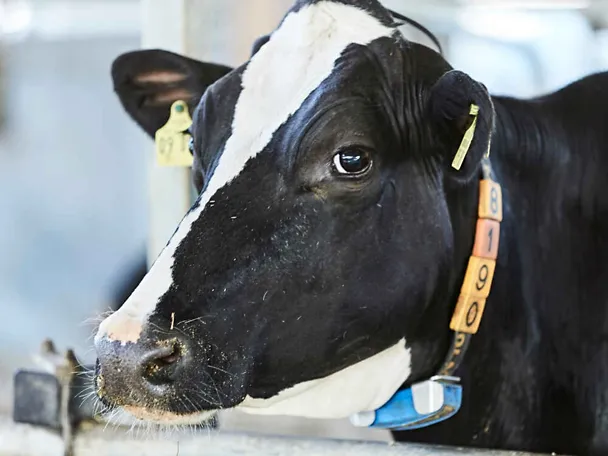 Portrait einer schwarzbunten Milchkuh