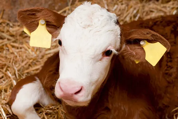 Fleckviehkalb im Stroh