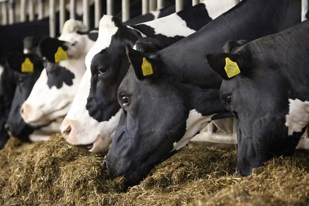 Milchkühe am Futtertisch