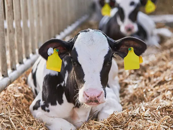 Zwei Kälber liegen im Stroh