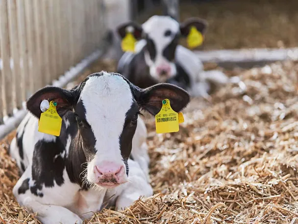 2 Holstein-Kälber im Stroh