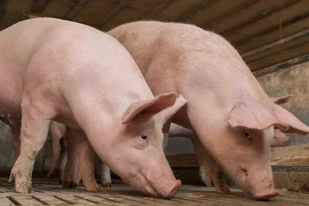 Fattening pigs