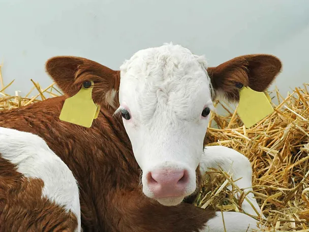 Kalb im STroh Kalb im STroh