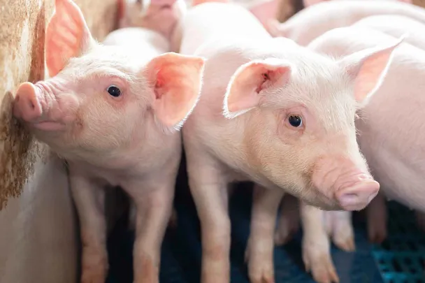 Absetzferkel in einem Stall