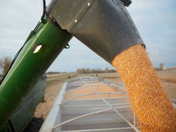 Körnermais wird verladen auf einen LKW