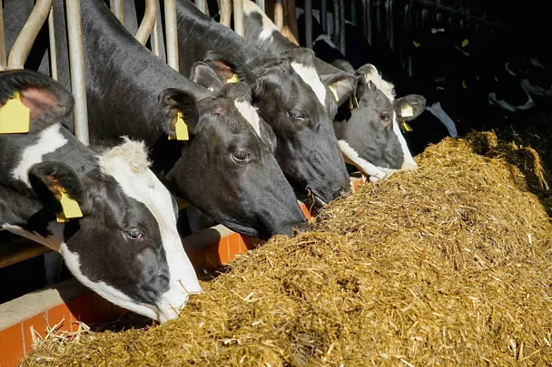 Kühe am Futtertisch