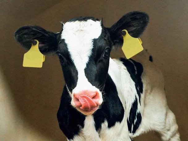 Ein Kalb zeigt seine Zunge