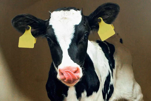 Ein Kalb leckt sich das Maul mit der Zunge ab