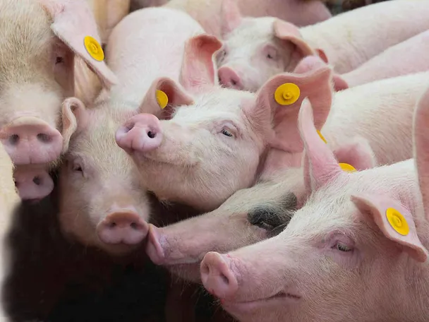 Gesunde Ferkel mit SCHAUMA STABIL 2.0