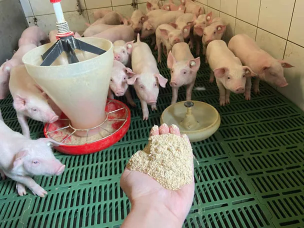 Eine Hand reicht Futter an Ferkel