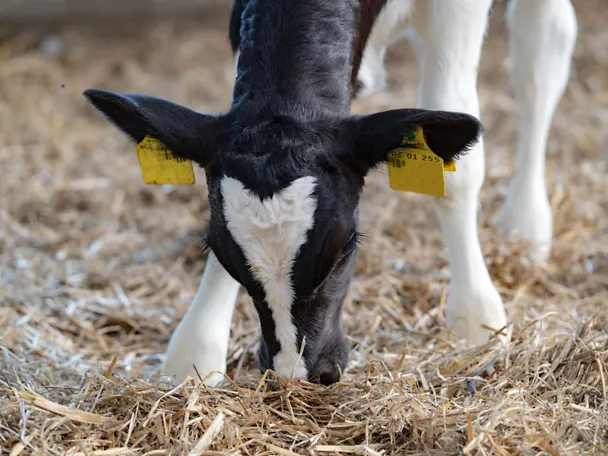 Ein Kalb im Strohstall